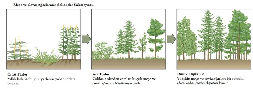 Şekil 19.4.15: Bir orman yangınından sonra bir meşe ve ceviz ormanında görülen ikincil süksesyon. Aynı bölge, üç ayrı zaman.