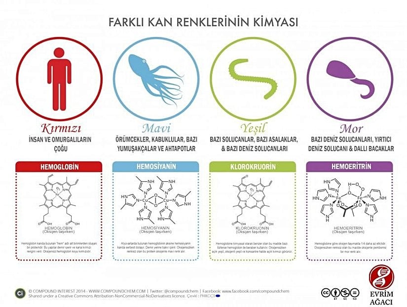 Farklı kan renklerinin kimyası. Evrim Ağacı tarafından Türkçeleştirilmiştir.