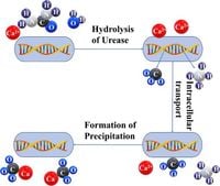 The impact of various calcium ion sources on the curing efficacy of MICP - Scientific Reports