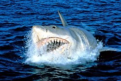 Bir nesilde deniz fobisi yaratıp binlerce köpek balığının ölümüne neden olan efsanevi filmden 48 sene sonra yaptığı etki bitebilir mi?