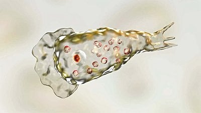 Beyin Yiyen Amip (Naegleria Fowleri) Nedir? Özellikleri ve Belirtileri Nelerdir?
