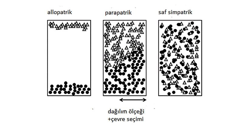 Allopatrik/simpatrik spektrum.