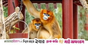China’s Golden Monkeys Arrive In Europe For First Time