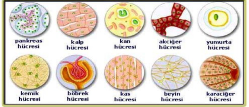 Hücreler