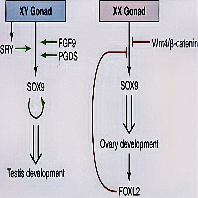 Gonad farklılaşmasının kontrol eden sinyal yolları