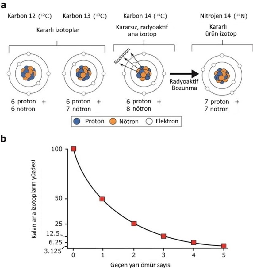 Görsel 5. Radyoaktif izotoplar ve zamanla bozunma şekilleri. (a) Karbonun üç farklı nötron sayısına sahip üç izotopu vardır: karbon 12 (C12, 6 proton + 6 nötron), karbon 13 (C13, 6 proton + 7 nötron) ve karbon 14 (C14, 6 proton + 8 nötron). C12 ve C13 kararlıdır. C14teki atom çekirdeği ise kararsızdır ve izotopun radyoaktif olmasına neden olur. C14 kararsız olduğundan bazen radyoaktif bozunuma uğrayarak kararlı nitrojen (N14) haline gelir. (b) Minerallerdeki radyoaktif atomlar (ana izotoplar) zaman içinde bozunarak kararlı ürün izotoplara dönüşür. Ana izotopların yarısının bozunarak ürün izotoplara dönüşmesi için geçen zaman o izotopun radyoaktif yarı ömrü olarak bilinir. © 2013 Nature Education