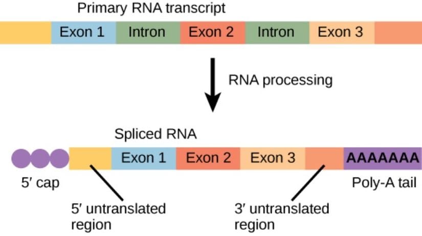 Şekil 4: Ökaryotik mRNA, uçbirleştirilmesi (splicing) gereken  intronları içerir. 5' şapka ve 3' kuyruk da eklenir.