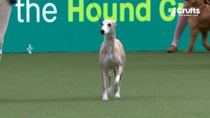 Miuccia The Whippet Wins Best In Show At Crufts 2025