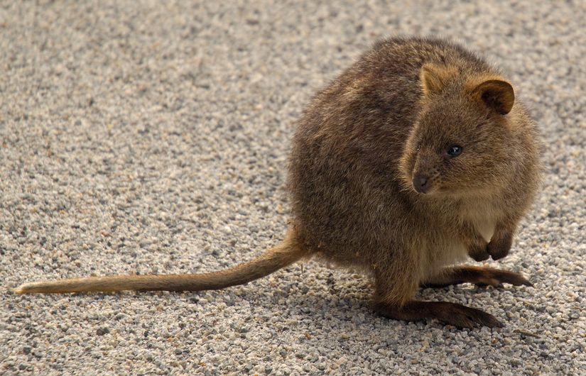 Bir kedi büyüklüğündeki quokkaların kaba ve kalın kürkleri, tüysüz kuyrukları bulunur.