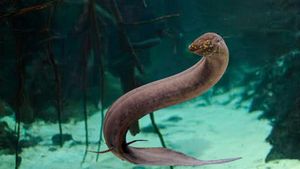 Scientists Decode The Massive Lungfish Genome Changing Evolutionary Insights