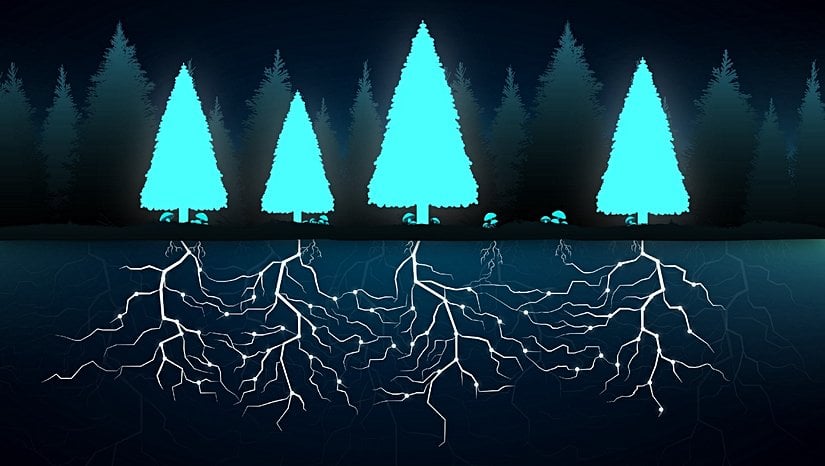 Ağaçlar sistemleri, "wood-wibe-web" adı verilen bir ağ sistemi ile başlı başına bir süperorganizma oluşturuyorlar.