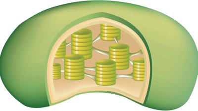 Oksijen Üretici (Fotosentetik) Yaşam, Sanılandan 60 Milyon Yıl Daha Erken Evrimleşti!