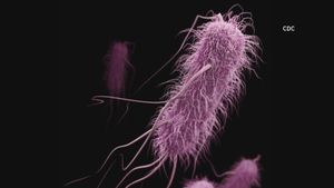 E. Coli Outbreak Linked To Fast Food Claims Young Life