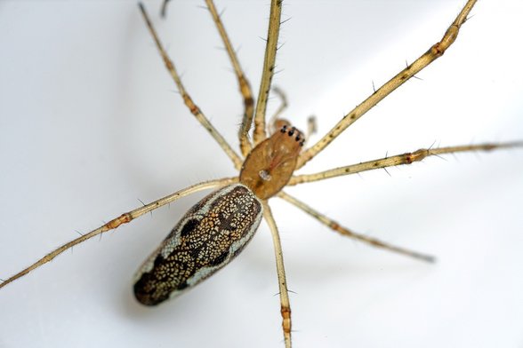 Tetragnatha