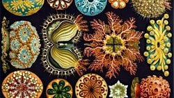 Kambriyen Patlaması, Evrim Teorisi İçin Bir Sorun mu?