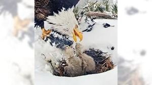 Big Bear Valley Community Mourns Lost Eaglet After Severe Storm