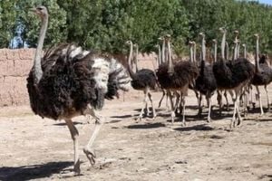 Colossal Biosciences Moves Closer To Dodo Resurrection