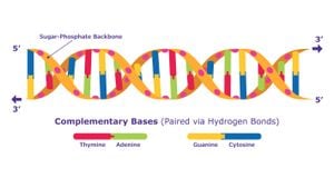 DNA, Kromozom ve Hücre: Çizimler ve Animasyonlar, Gerçekte Olanı Tam Olarak Yansıtmıyor!