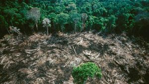 Amazon Rainforest Sees Major Drop In Deforestation Rates