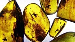 Kehribar Nedir? Doğanın Eşsiz Mücevherinde Gizli Fosiller!