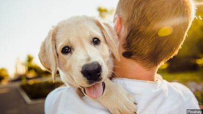 Köpek Beyni, Çağrılara İnsan Beyniyle Aynı Tepkileri Veriyor!