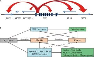 FTO Gene Variant Linked To Muscle Development And Insulin Resistance