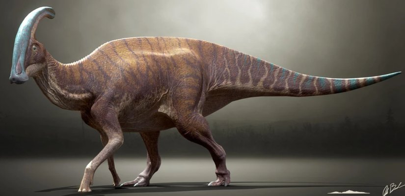 Parasaurolophus'un çizimlerindeki sanatçı farklılıkları.
