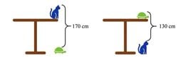 Kedi ve kaplumbağalı soruda masanın boyu kaçtır?