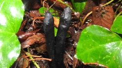 Ölü adam parmağı (Xylaria longipes)