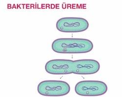 Bakteri ikiye bölünmesi sırasında ana DNA'ların ve pilazmitlerin hareketini sağlayan şey nedir?