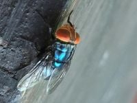 Human Case Of New World Screwworm Reported In U.S.