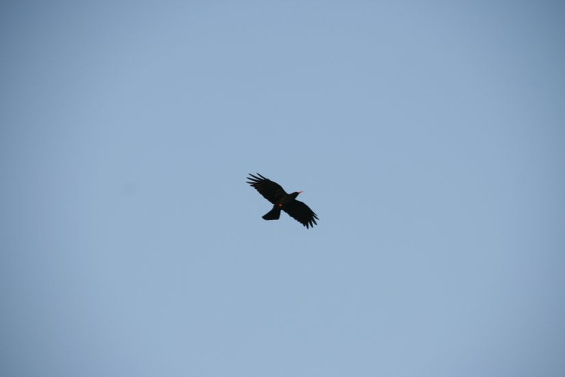 Van Gölü ortasında bulunan Akdamar Adasında gözlemlenen bir kırmızı gagalı dağ kargası. Bahsi geçen bölgede büyük sürüler halinde gözlemlenmişlerdir.