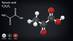 Karbonhidrat Nedir? Glikoz Gibi Şekerler Canlılar İçin Neden Önemlidir?