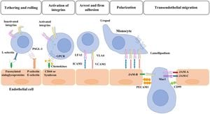 Fluid Flow Enhances Immune Interaction Model For Tendon Healing