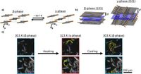 Diffracted X-ray blinking reveals signature crystal polymorph dynamics in 1,2,3,5-Tetrabromobenzene - Scientific Reports