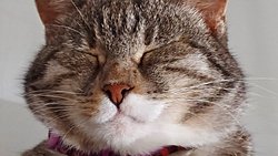 Kedi ve Köpeklerin Dişleri Fırçalanmalı mı?