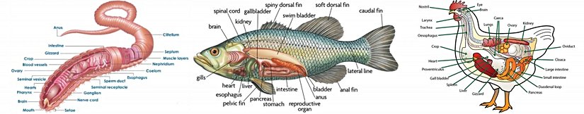 Farklı hayvanlarda anatomik analiz...