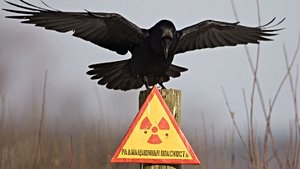 Kuşlar, Çernobil'deki Radyasyona Ayak Uyduruyor!