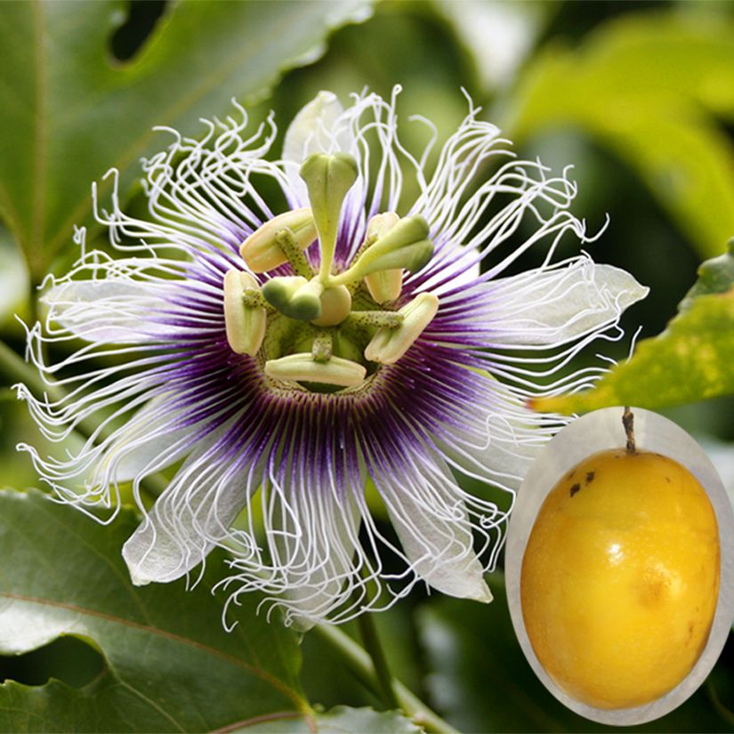 Passiflora edulis