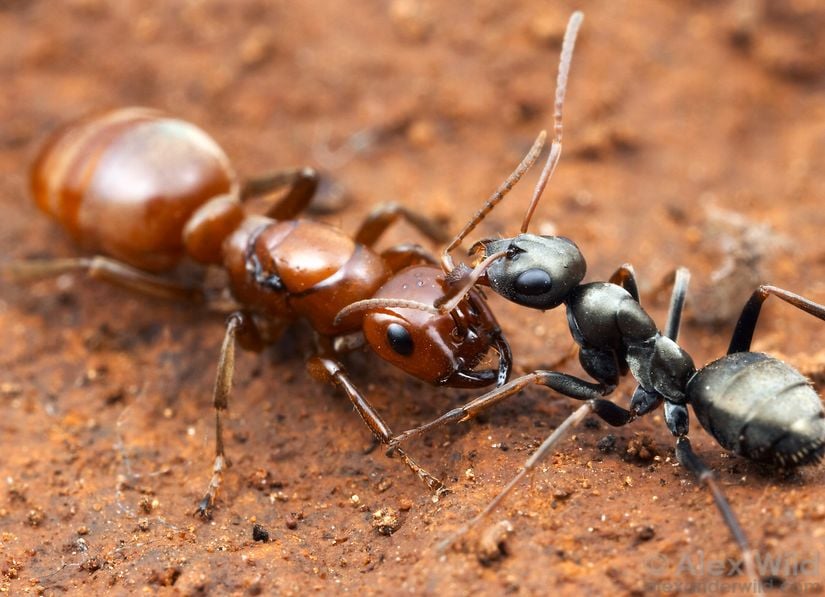 Kraliçe köle-yapıcı (Polyergus mexicanus) ve köle işçi (Formica argentea)