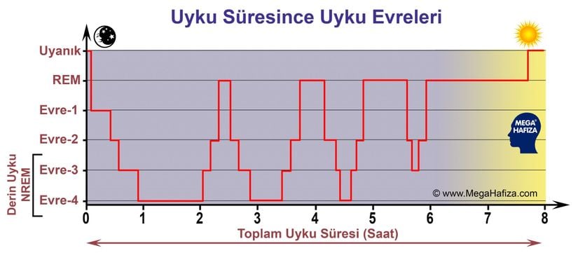 Uyku süresince uyku evreleri