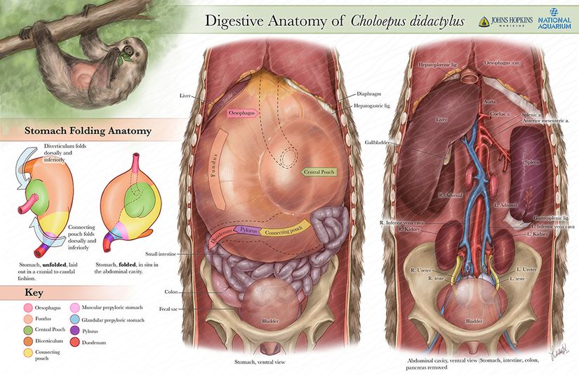 Choleopus didactylus türü tembel hayvanın sindirim anatomisi.