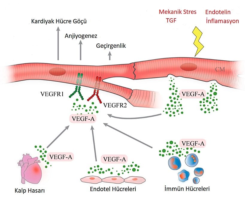 VEGF-A'nın salgılanmasını uyaran faktörler, kaynaklandığı hücreler ve tetiklediği olaylar.