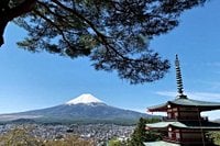 Mount Fuji cherry blossom festival cancelled over fears of visitors behaving badly