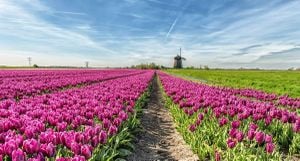 Springtime Festivities Ignite The Netherlands