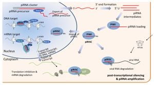 HnRNPK's Crucial Role Uncovered In Male Fertility Mechanism