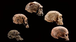 Yaratılış / Evrim Sürekliliği Skalası (Scott Skalası): Evrimin Felsefi Yorum Sürekliliği