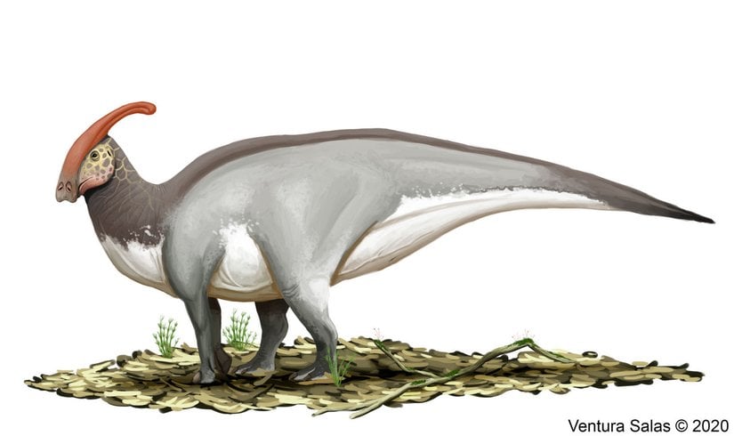 Çizen: VenturaSalas