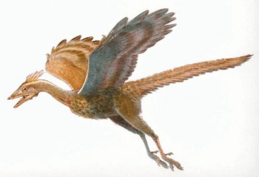 Archaeopteryx