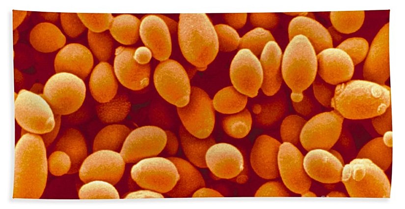 Saccharomyces Cerevisiae